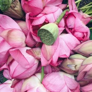 Meet your Posher, Dacia